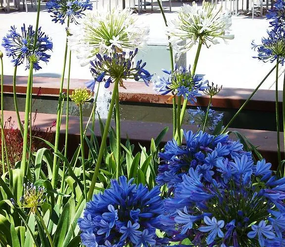 Rey סנטה אאולריה דס ריו